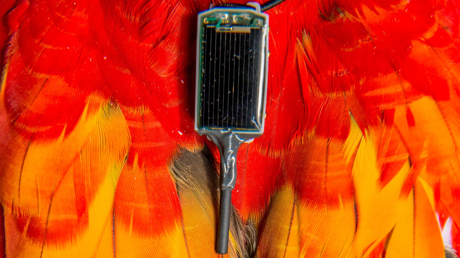Nahaufnahme eines Solartrackers auf leuchtend roten und gelben Papageienfedern zur Erforschung von Tierbewegungen.