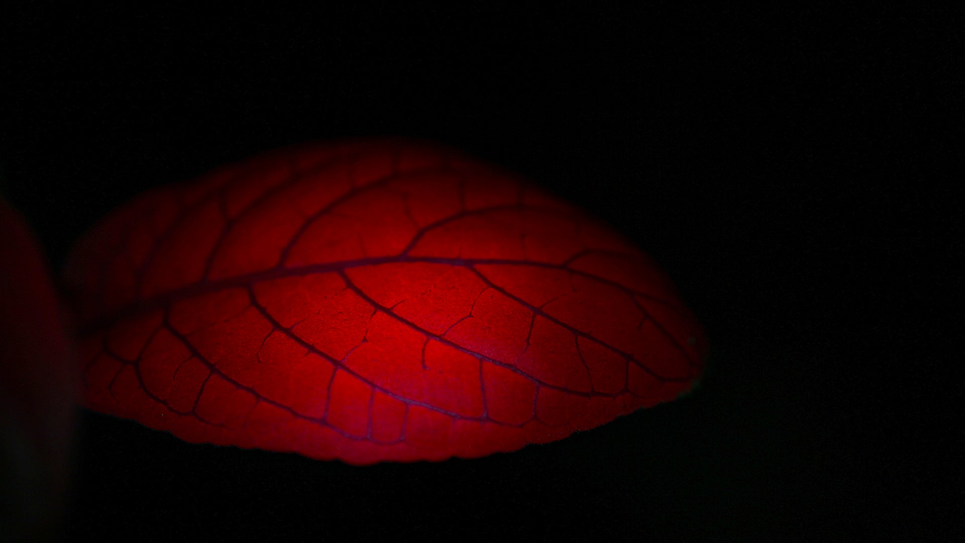 Makroaufnahme eines rot leuchtenden Blattes mit deutlich sichtbaren Blattadern vor schwarzem Hintergrund.